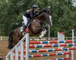 broodmare Cassiopeia 126 (German Sport Horse, 2013, from Connor 48)