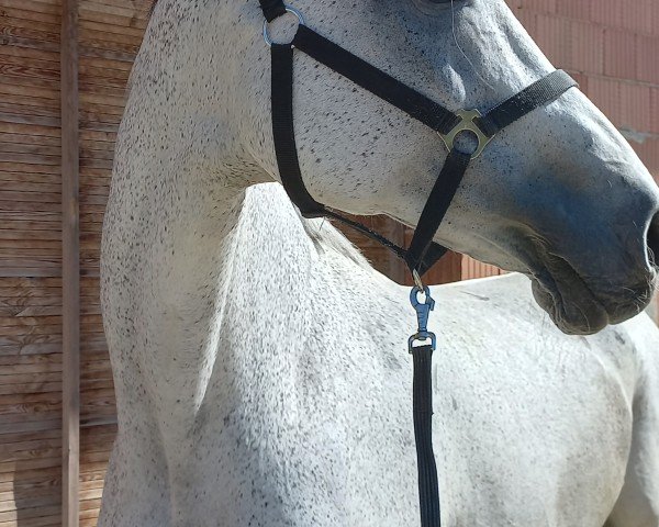 Zuchtstute Whitne (Holsteiner, 2006, von Calato)