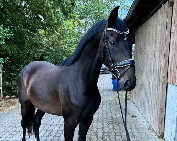 broodmare Jolanda (German Sport Horse, 2020, from Jovian)
