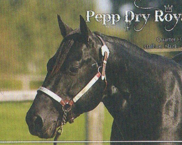 Pferd PEPP DRY ROYAL (Quarter Horse, 2005, von Docs Royal Lancer)