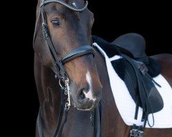 dressage horse Schöneberg's Blue Moon (Hanoverian, 2010, from Florencio I)