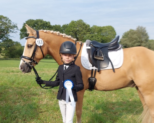 Dressurpferd Hui Buh 17 (Deutsches Reitpony, 2015, von Huckleberry Finn Hj WE)