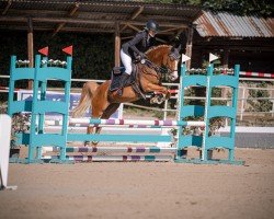 Springpferd Zauberer von Oz 2 (Deutsches Reitpony, 2012)