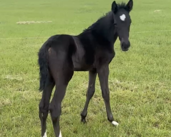 foal by Vemybell (KWPN (Royal Dutch Sporthorse), 2025, from Total Diamond PS)