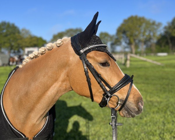 jumper Ginny Tonic (German Riding Pony, 2021, from FS Next Diamond)