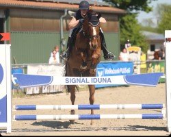 Springpferd Sherlock van de Kwade Heyde (Belgisches Warmblut, 2018)