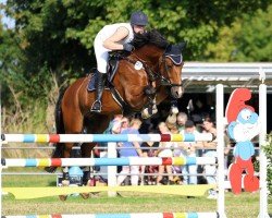 jumper Chalimero 4 (Oldenburg, 2009, from Check In 2)