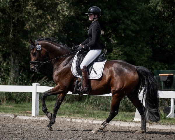 dressage horse Fabulous Fabiola (Oldenburg, 2016, from Florenz 71) dressage horse Fabulous Fabiola (Oldenburg, 2016, from Florenz 71)