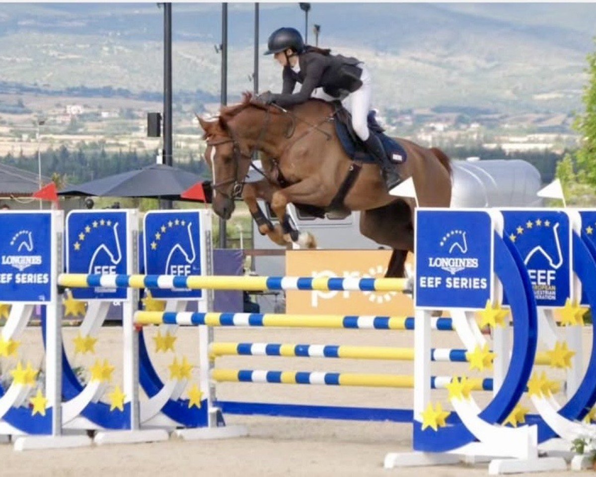 jumper Gentleman 268 (Zangersheide riding horse, 2016, from George Z)