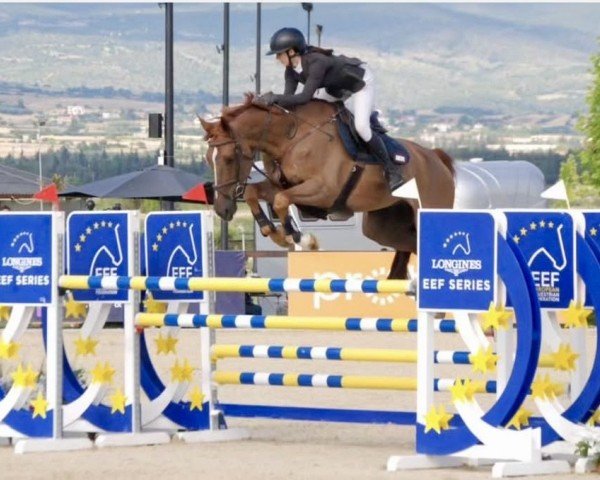 jumper Gentleman 268 (Zangersheide riding horse, 2016, from George Z)