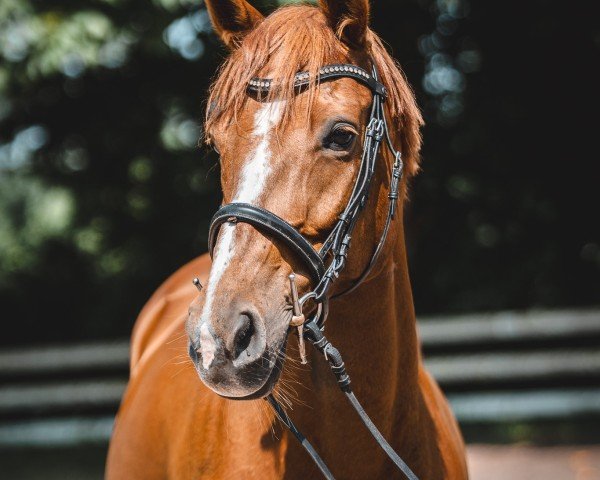 Springpferd Montentra (Oldenburger, 2014, von Messenger)