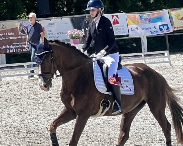 horse Sweety (German Sport Horse, 2021, from Sezuan's Donnerhall)