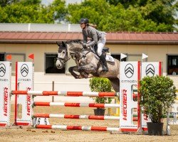 jumper Scarlet Witch 2 (Hanoverian, 2020, from Diacontinus)