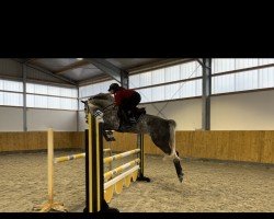 Springpferd Kavalerie L (Deutsches Sportpferd, 2018, von Kavalier Noir)