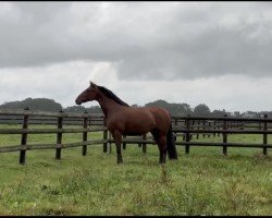 broodmare Pooh I did it again (Lusitano, 2019, from Rubi)