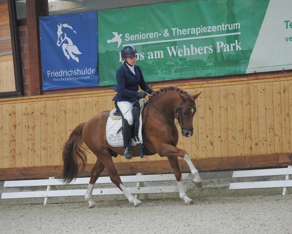 horse Niño de Diamond AD (German Riding Pony, 2021, from FS Next Diamond)