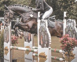 Springpferd Olympic Obsession (Hannoveraner, 2020, von Origi D'o)
