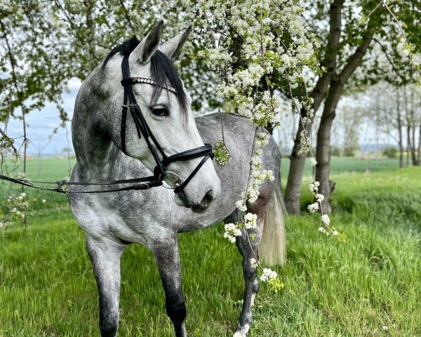 horse Cecilia H 3 (German Sport Horse, 2018, from Karajan)