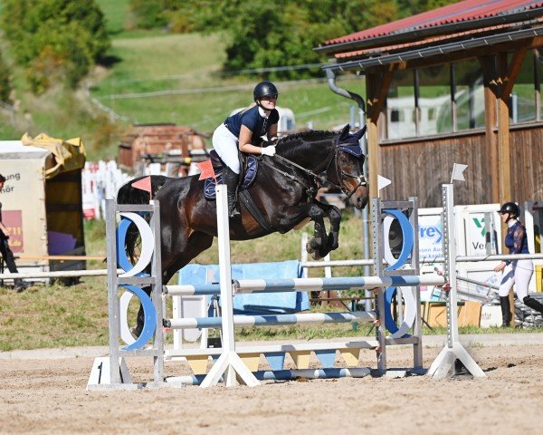 jumper Concity (German Sport Horse, 2008, from Contendro I)