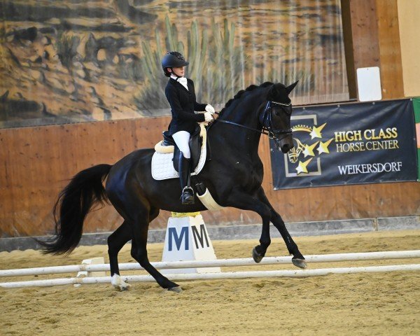 Dressurpferd Vendano (Oldenburger, 2016, von Veneno)