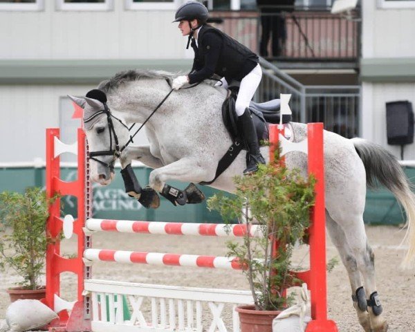 dressage horse Quick Step 7 (Oldenburg, 2003, from Quebec)