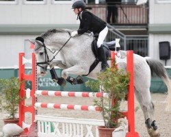 dressage horse Quick Step 7 (Oldenburg, 2003, from Quebec)