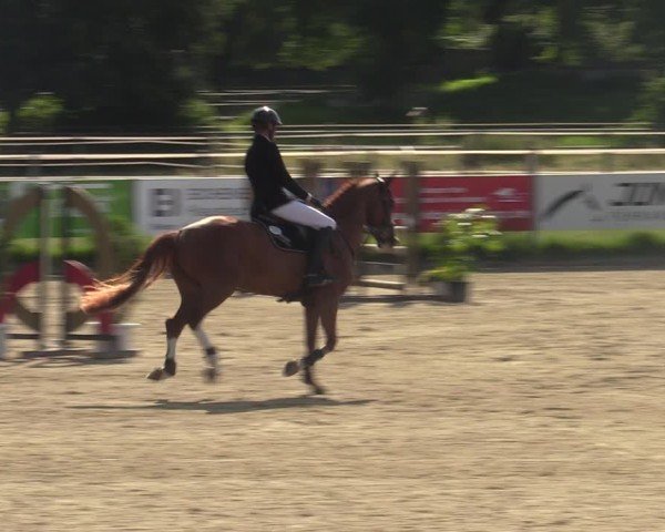 Reitturnier Langenfeld - Gut Langfort 2025
