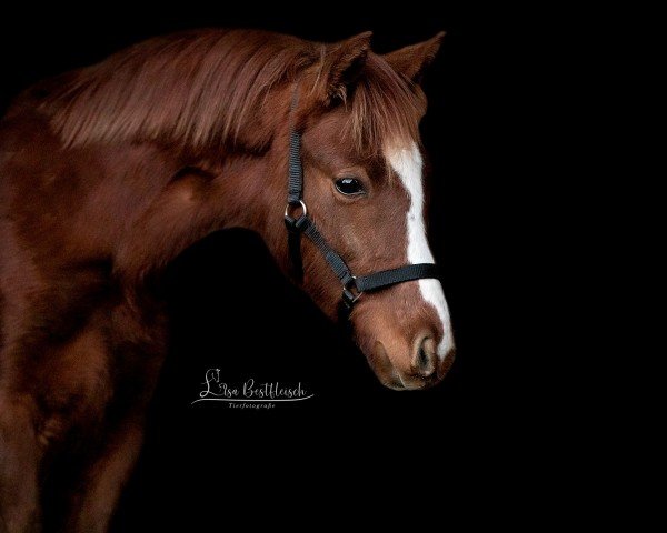 stallion Kaltenbachs Danbekrio (German Riding Pony, 2024, from Der Kleine Leonardo)