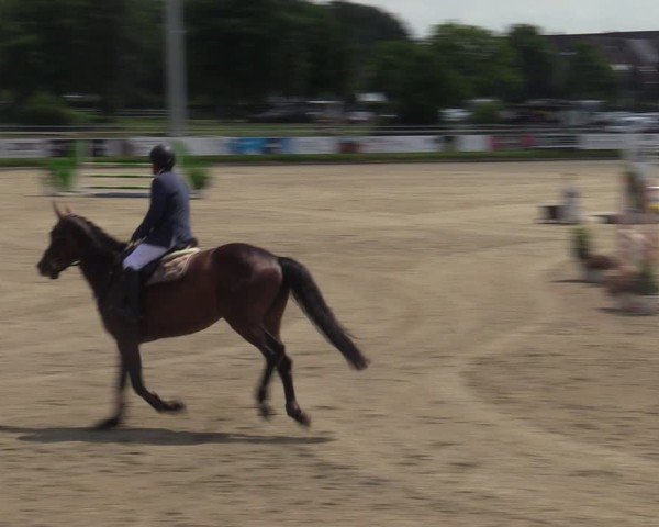 Reitturnier Langenfeld - Gut Langfort 2025