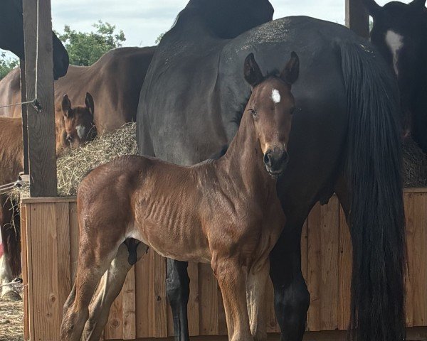 foal by San Torin (Hanoverian, 2025, from Sir Donnerhall I)