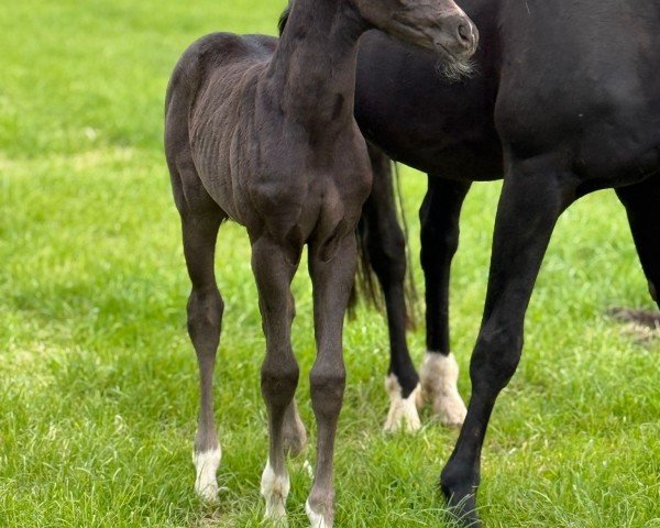 Fohlen von Dynamic Denira (Hannoveraner, 2025, von Dynamic Dream)