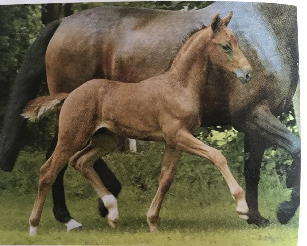 horse Feldmann 2 (Westphalian, 2002, from Fidermark)