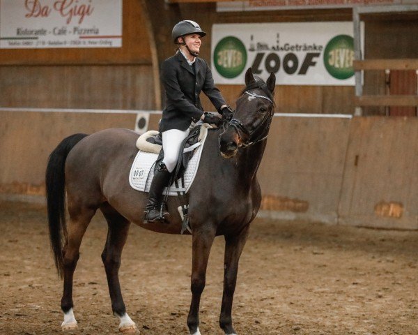 horse Caspar 226 (Holsteiner, 2009, from Cormint)