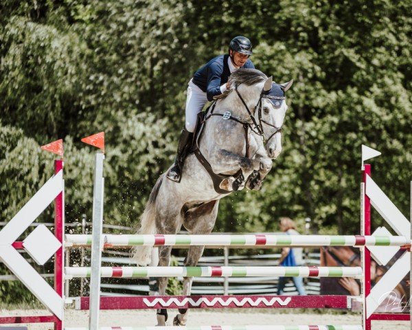 Springpferd Henry Z (Zangersheide Reitpferd, 2017, von HICKSTEAD WHITE)