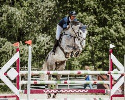 jumper Henry Z (Zangersheide riding horse, 2017, from HICKSTEAD WHITE)