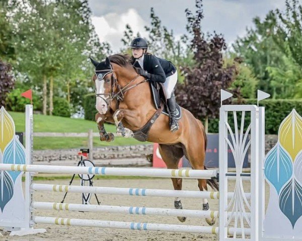 horse Jerico des Forets (Selle Français, 2019, from Cordial)