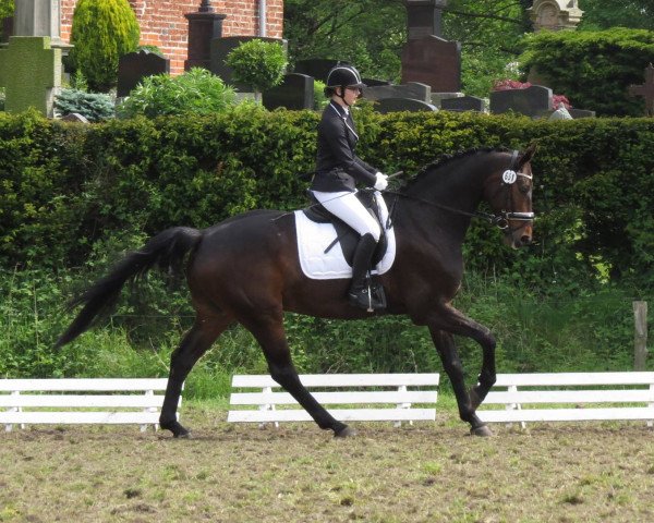 dressage horse Sunny Boy 352 (Hanoverian, 2009, from San Amour I) dressage horse Sunny Boy 352 (Hanoverian, 2009, from San Amour I)
