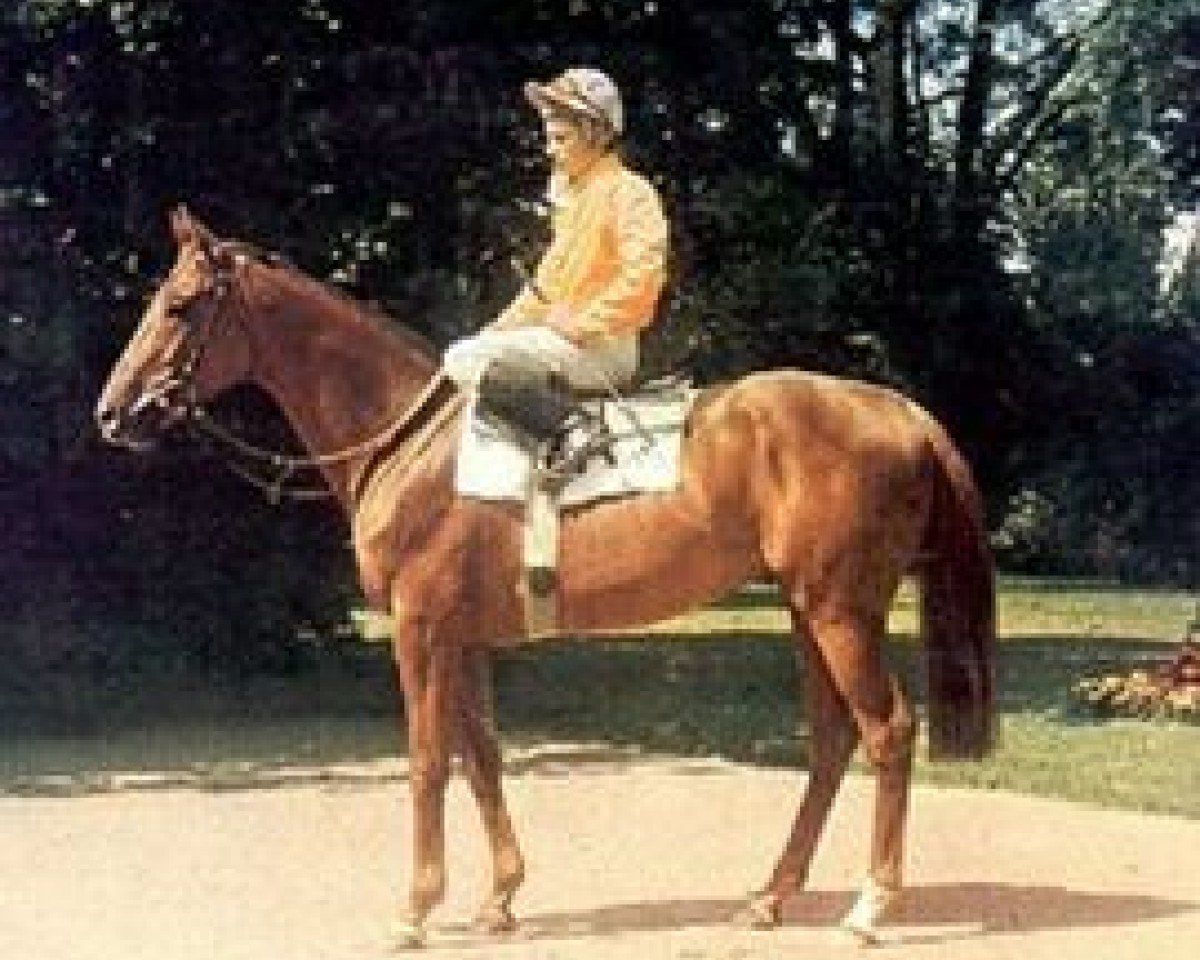 Deckhengst Dankaro xx (Englisches Vollblut, 1971, von Dan Cupid xx)