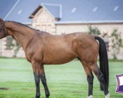 stallion Espoir du Faubourg (Selle Français, 2014, from Tresor de Virton)