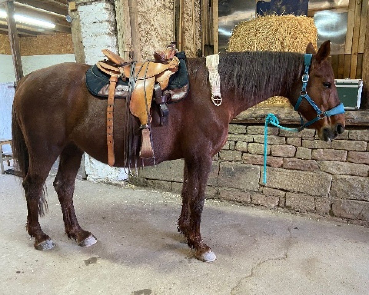 Zuchtstute Epona (Anglo Europäisches Sportpferd, 2009, von Zunikki)