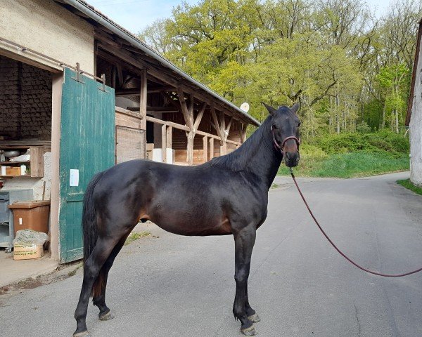 horse Discussion (German Sport Horse, 2022, from Deja Vu)