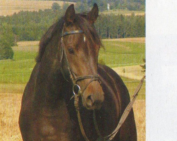 horse Espaniola RPZ (Bavarian, 2001, from Friendship)