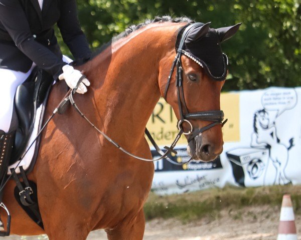 Dressurpferd Eternity L 3 (KWPN (Niederländisches Warmblut), 2018, von Expression) Dressurpferd Eternity L 3 (KWPN (Niederländisches Warmblut), 2018, von Expression)