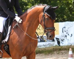 dressage horse Eternity L 3 (KWPN (Royal Dutch Sporthorse), 2018, from Expression)
