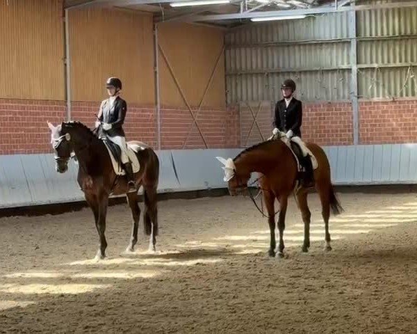 Video of Lord Diamond 8