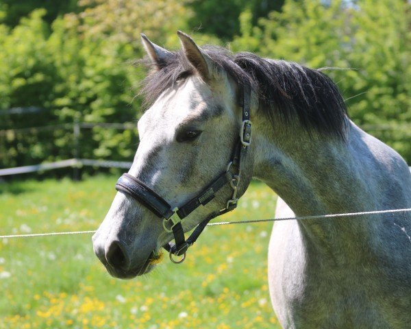 Pferd Inez (Oldenburger Springpferd, 2022, von Zinedine)