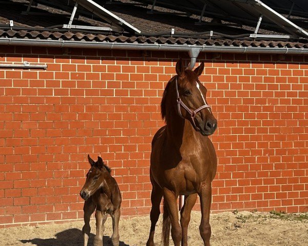Fohlen von Scotty (Nederlands Appaloosa Pony, 2025, von Sherlock van't Huka)