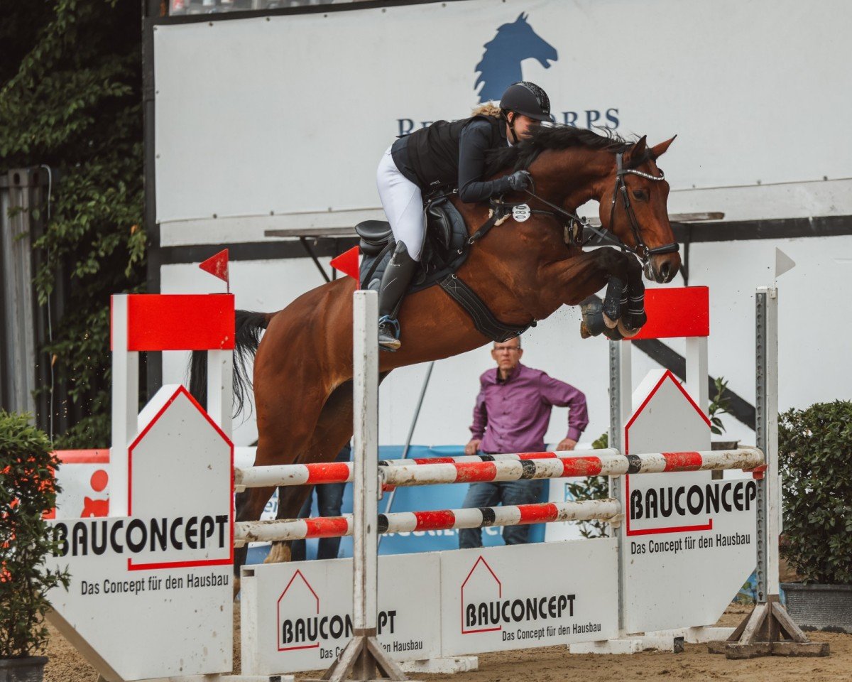 Springpferd Calicanto PS (Oldenburger Springpferd, 2018, von Chacfly PS)