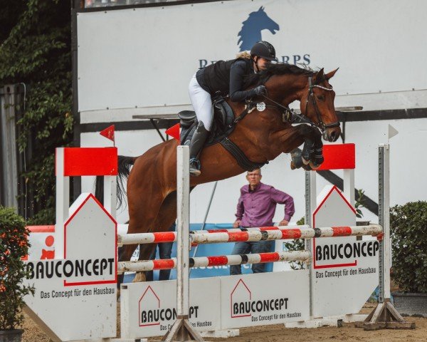 jumper Calicanto PS (Oldenburg show jumper, 2018, from Chacfly PS)