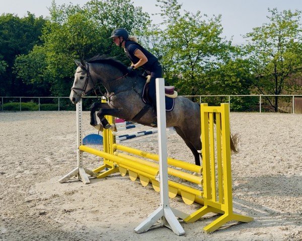 Pferd Tamara Z (Zangersheide Reitpferd, 2021, von Taloubet Z)